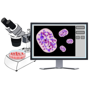 cell line